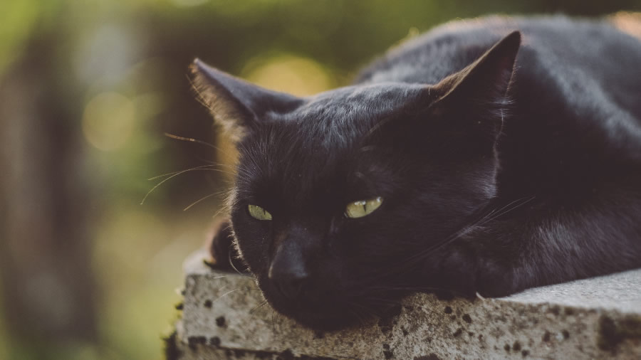 一组警惕的黑猫图片