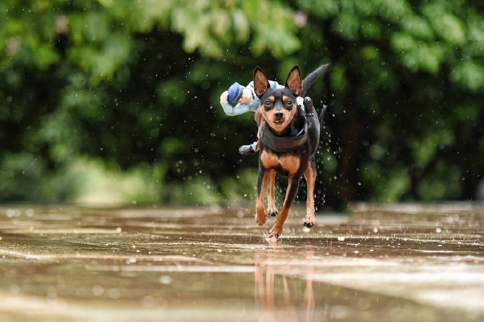 一組可愛的黑色小鹿犬圖片