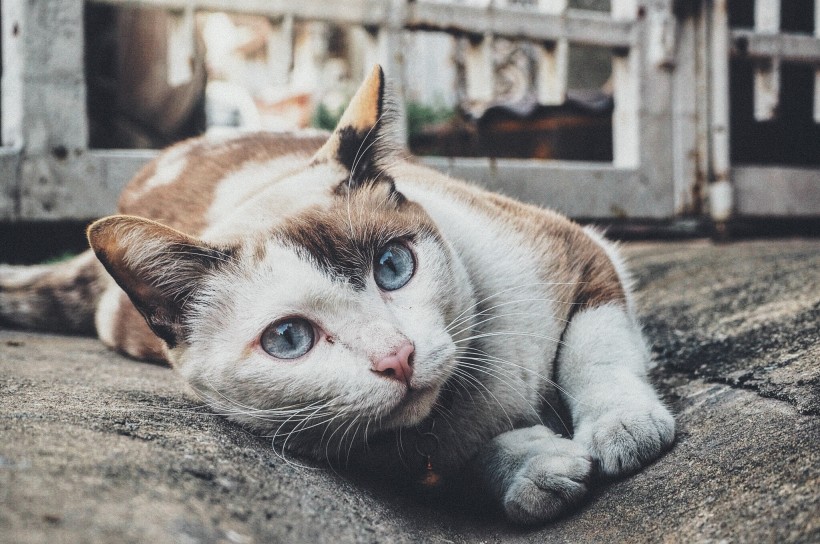 傲娇的小猫咪图片