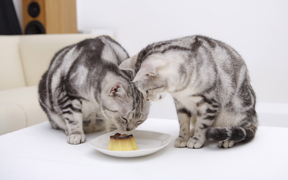 胖胖可爱的猫猫图片