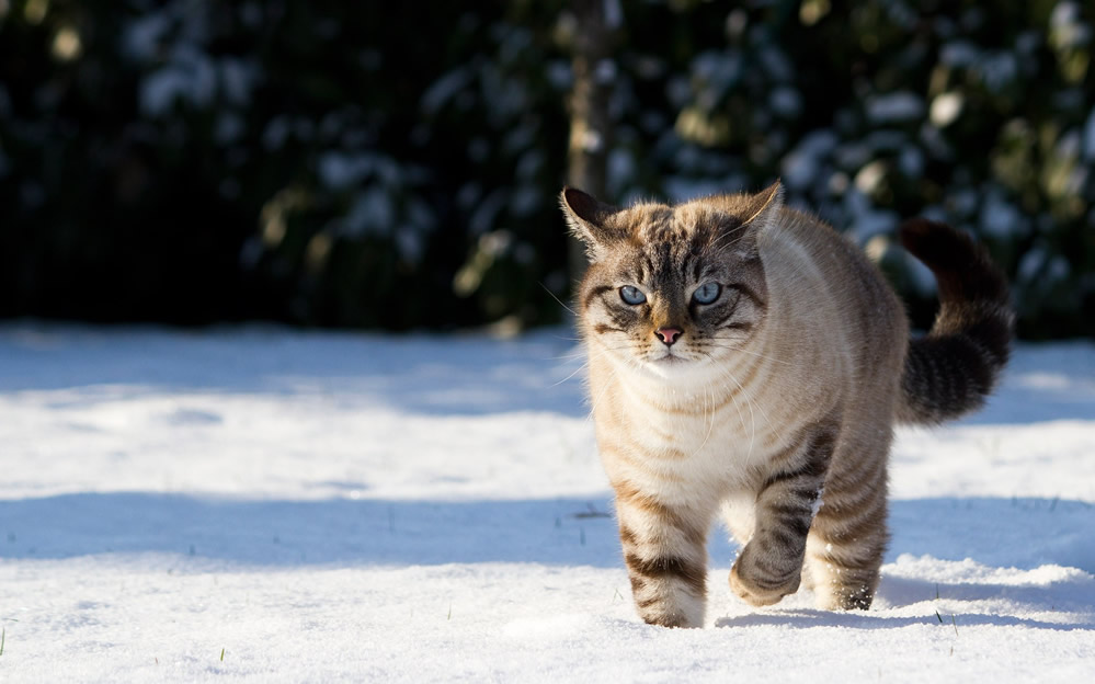 雪地里玩耍的猫咪图片