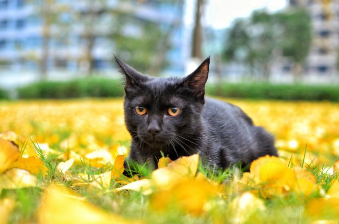 一组黑猫的时光相册