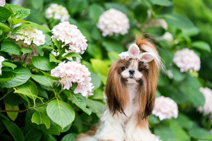 一組繡球花下可愛蝴蝶犬圖片