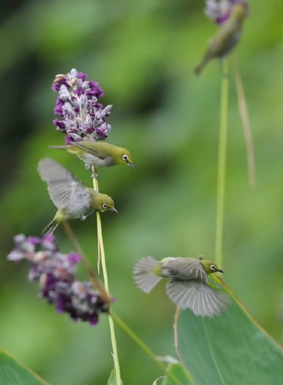 花枝上的繡眼鳥圖片