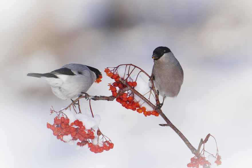 一組冬天里的鳥兒圖片