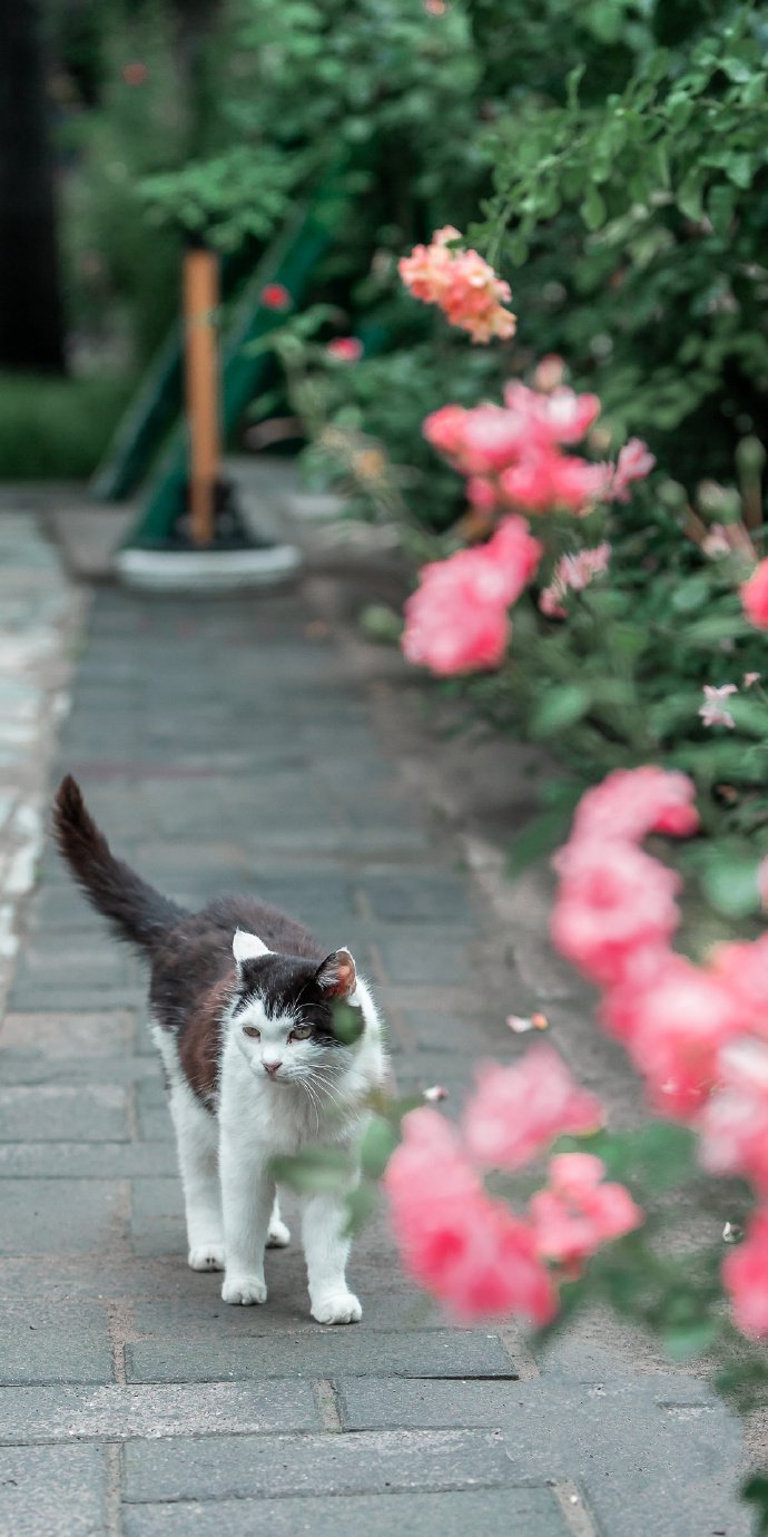 一组玫瑰花下的猫咪图片