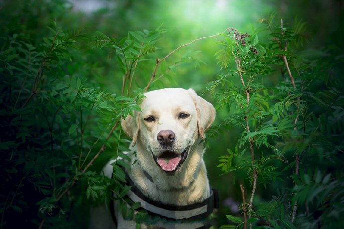 绿的沁人心脾草中的狗狗