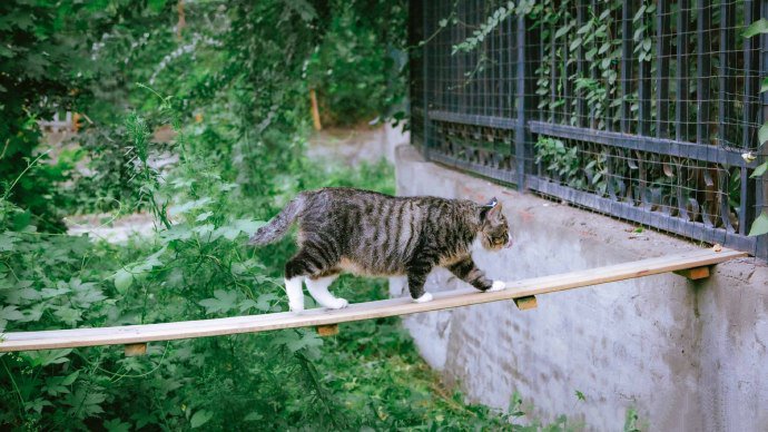 脑袋上戴朵小花的狸花猫图片