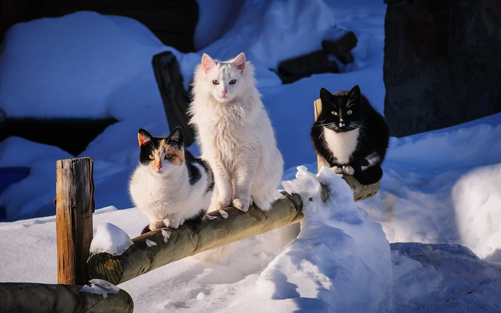 雪地里玩耍的猫咪图片