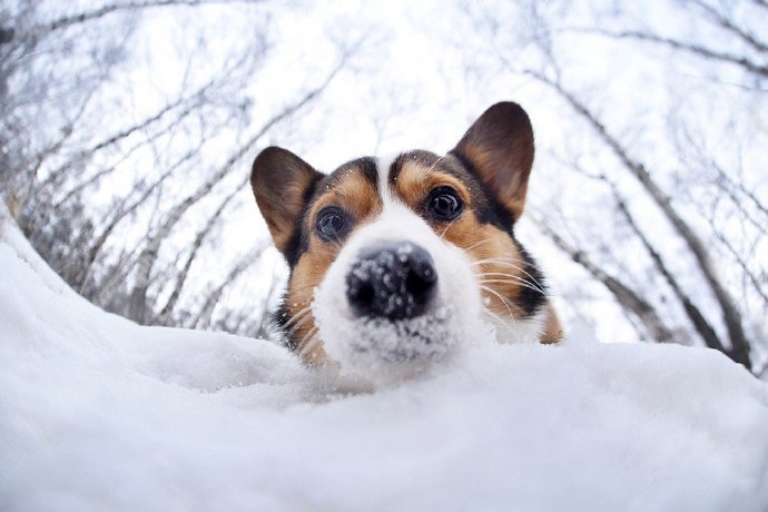 一组雪地里可爱的柯基图片欣赏