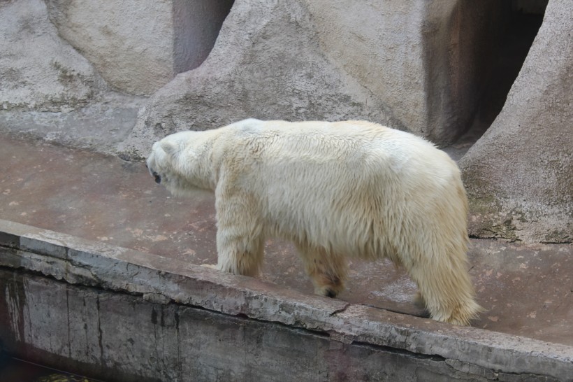 動(dòng)物園中的北極熊圖片