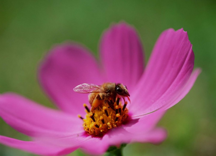 蜂花之恋图片