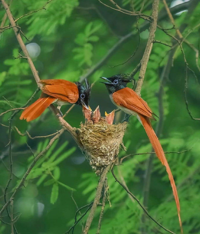 自然界五彩斑斕的鳥兒圖片