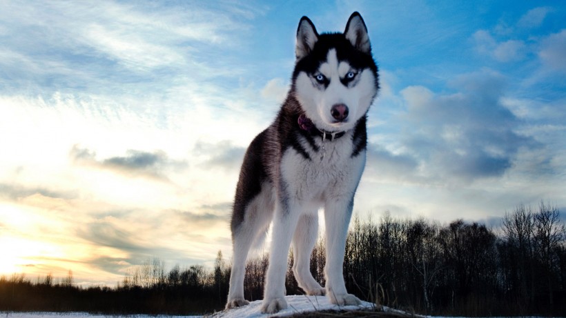 雪橇犬哈士奇图片