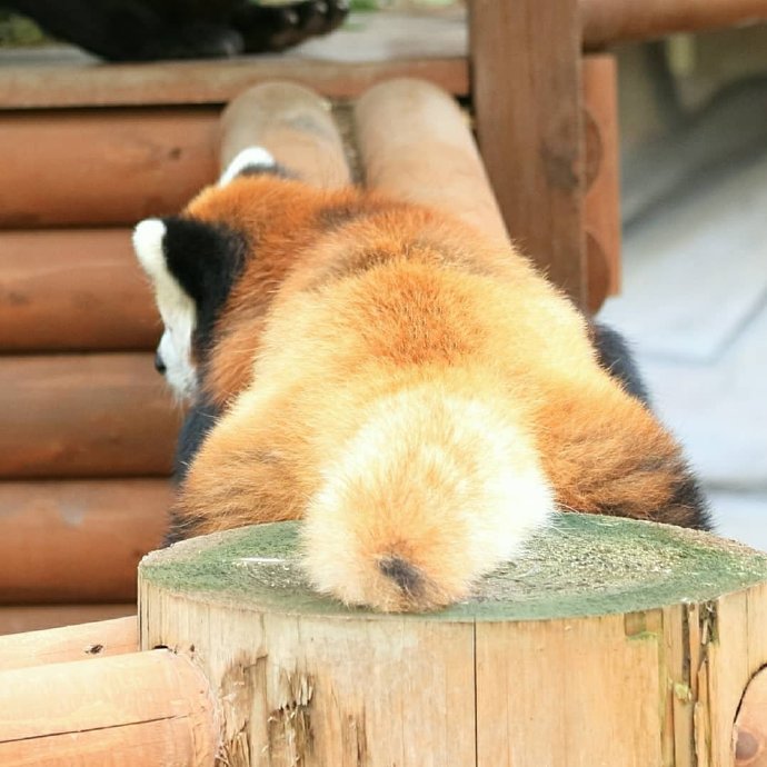 一组长尾巴的小熊猫图片