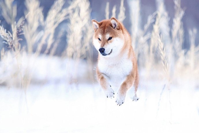 带着柴犬的标志性笑容的狗狗