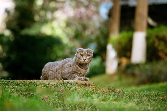 一只在草地上的折耳猫