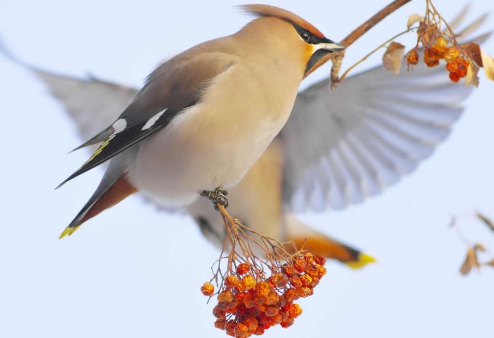 一組冬天里的鳥兒圖片