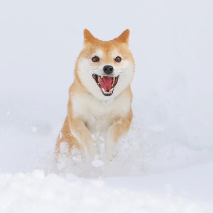 下雪天，最开心的除了南方人，还有狗子们