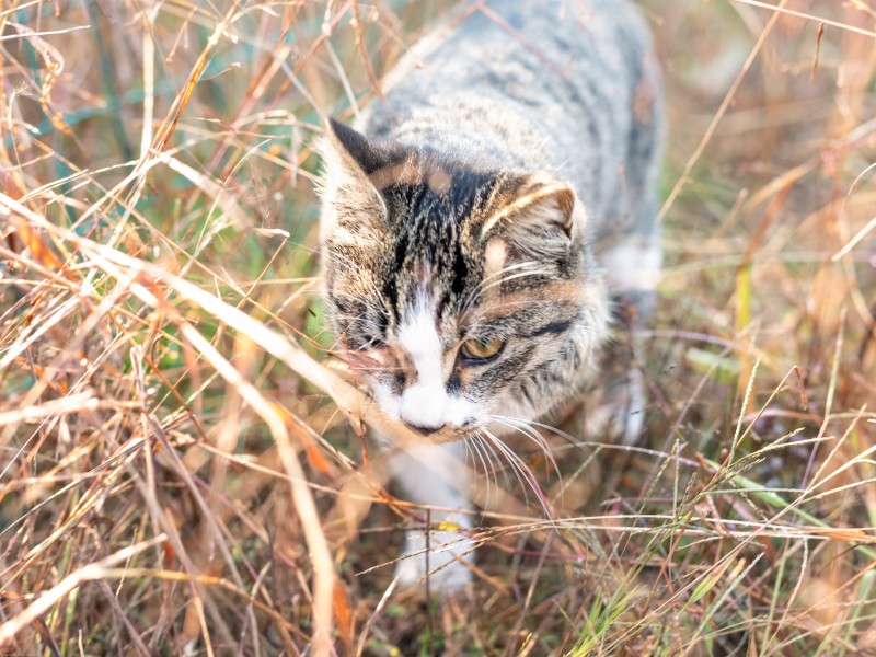 草地上的灰猫图片