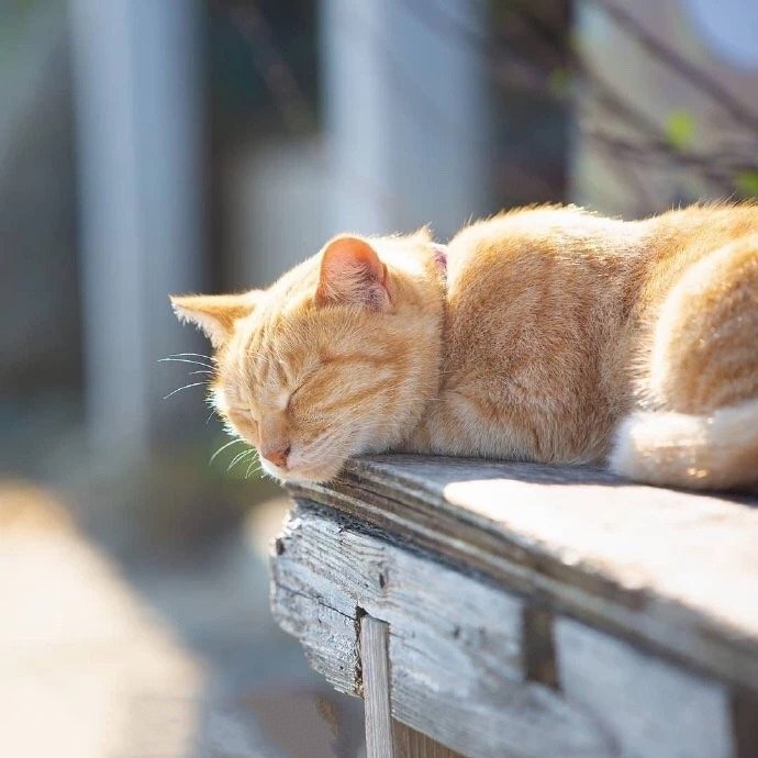 萌翻了的可爱橘猫图片