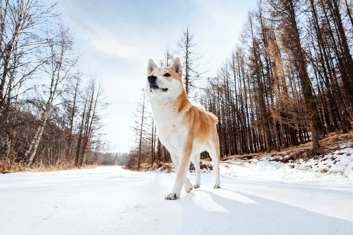 小柴柴的雪景，雪季彻底结束啦