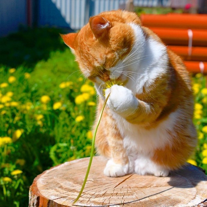 一组胖嘟嘟的橘猫图片