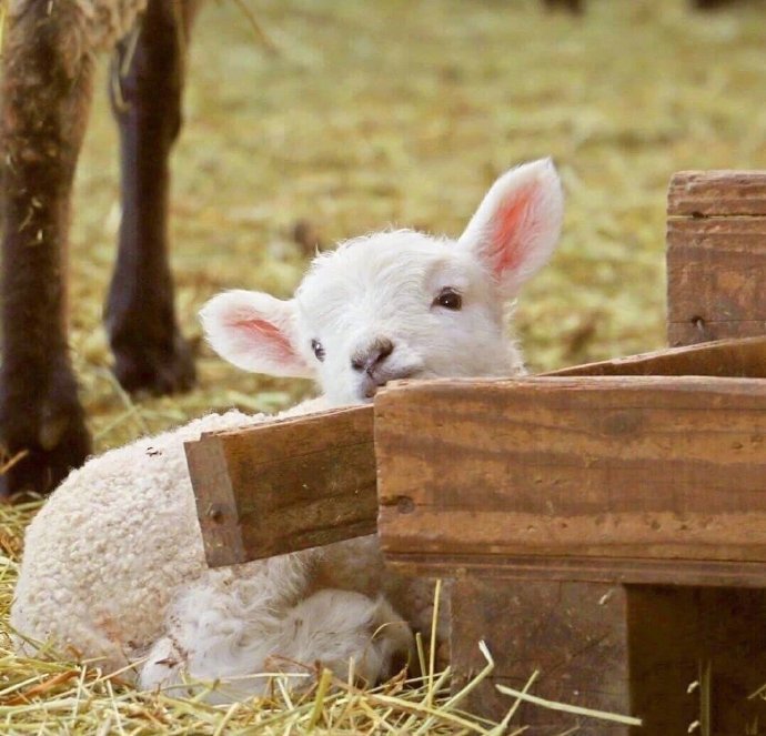 一组超可爱软绵的小绵羊