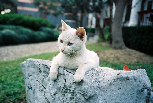 有趣的小猫生活图片