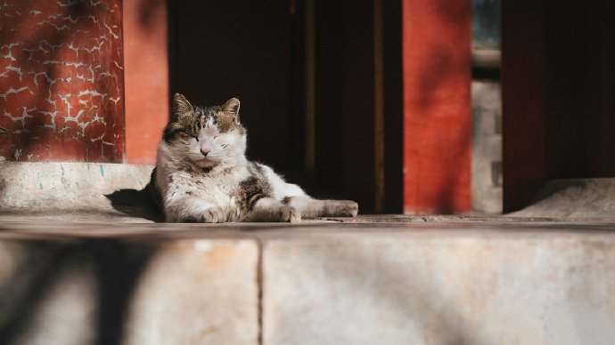 紫禁城外的霸气猫咪图片