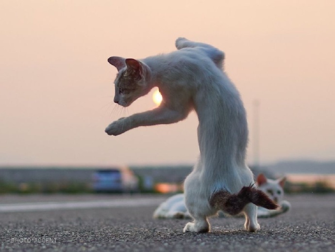 旋转跳跃的猫猫图片