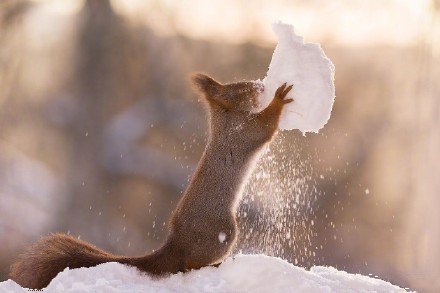 瑞典小松鼠雪地撒欢沉醉啃雪球激萌可爱