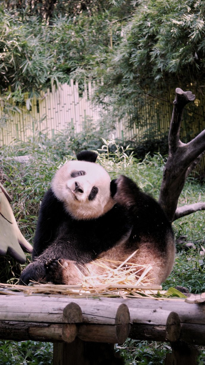 一组憨厚可爱的大熊猫图片