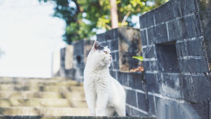 一只虎胖虎胖的猫咪图片