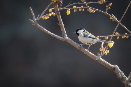 枝頭上跳躍舞蹈的鳥兒