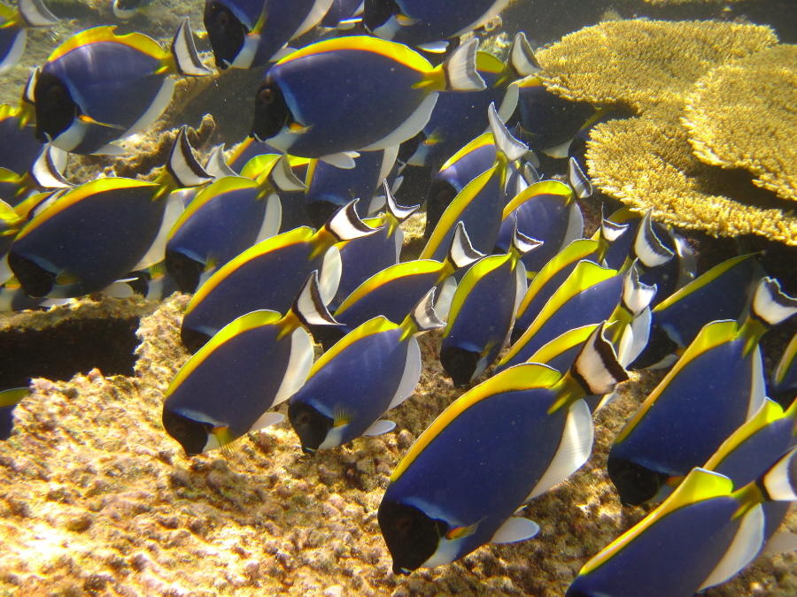 海里的魚群圖片