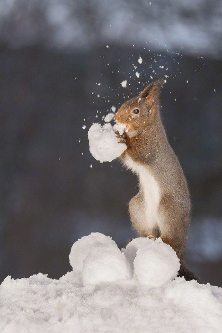 瑞典小松鼠雪地撒欢沉醉啃雪球激萌可爱