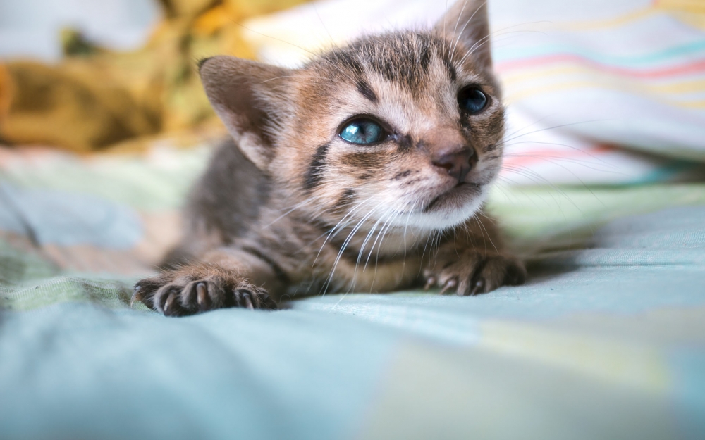 一说起猫咪，只有激光笔和逗猫棒稍稍能讨它们欢心