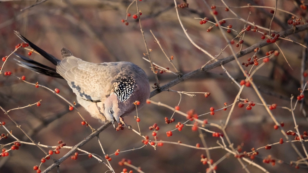 一組斑鳩圖片欣賞