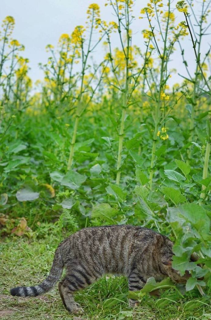 身体结实的狸花猫图片