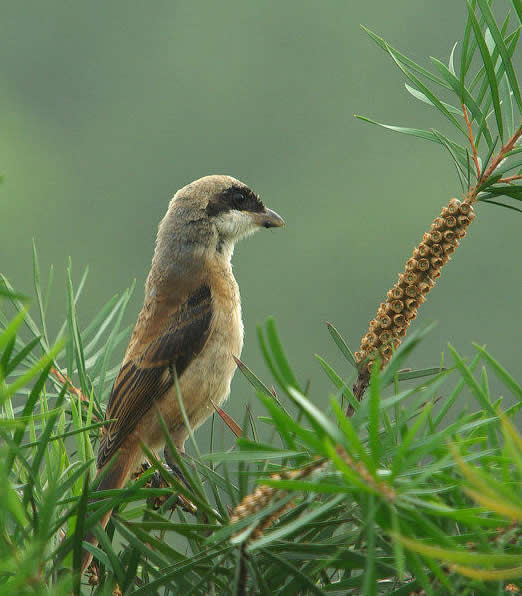 一組棕背伯勞鳥(niǎo)圖片