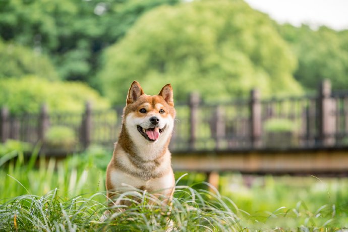 青青草地里可愛的柴犬圖片