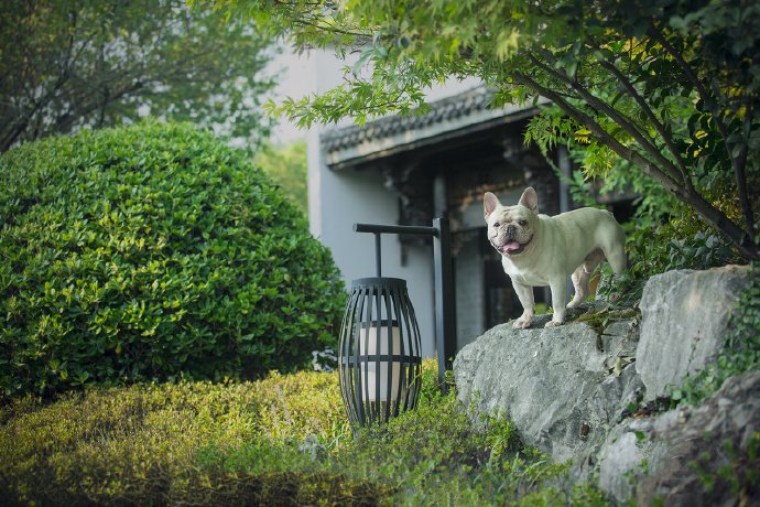 斗牛犬和边牧的可爱图片