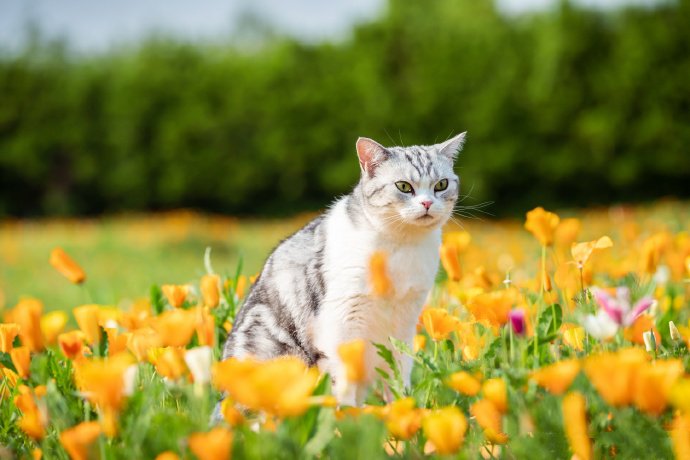 灿烂的花海和可爱的猫咪