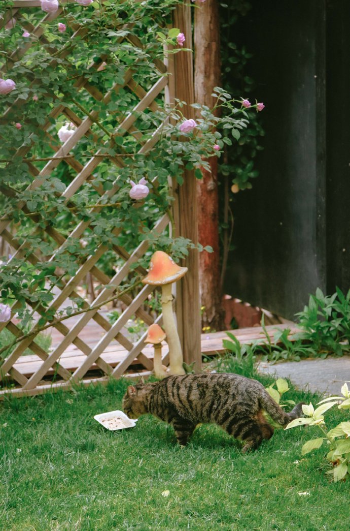 一脸凶相的狸花猫图片