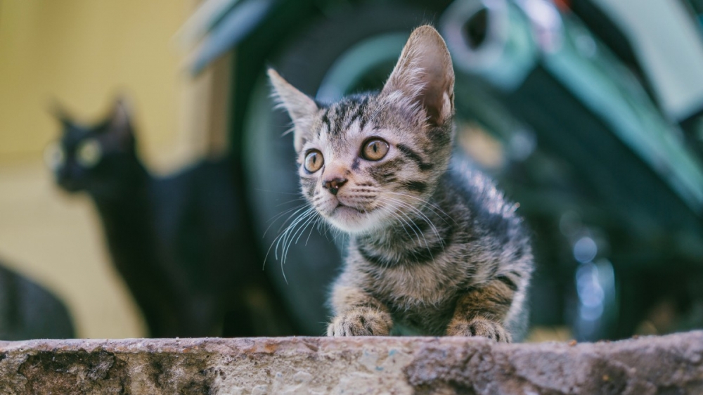 乖巧可爱的小猫咪图片