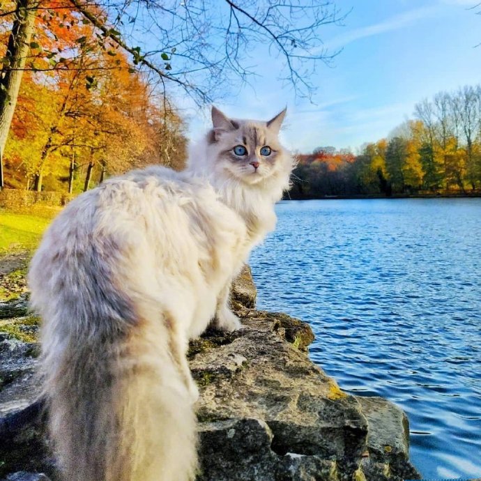 一只比利时的西伯利亚森林猫，神仙喵仙女