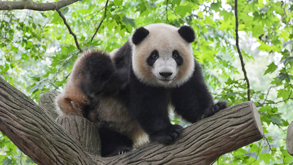 一组稀有动物大熊猫图片欣赏