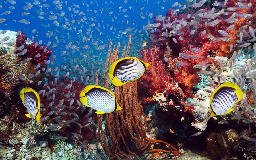 暢游海底的熱帶魚