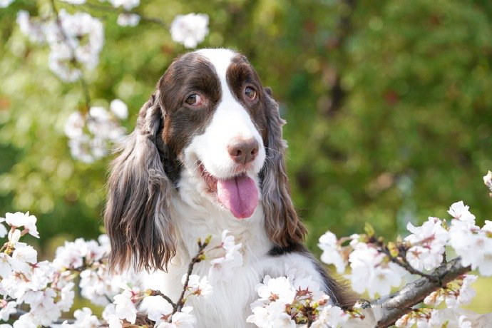 一组史宾格犬春天里的写真图